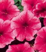 Петуния мультифлора Мираж Саммер